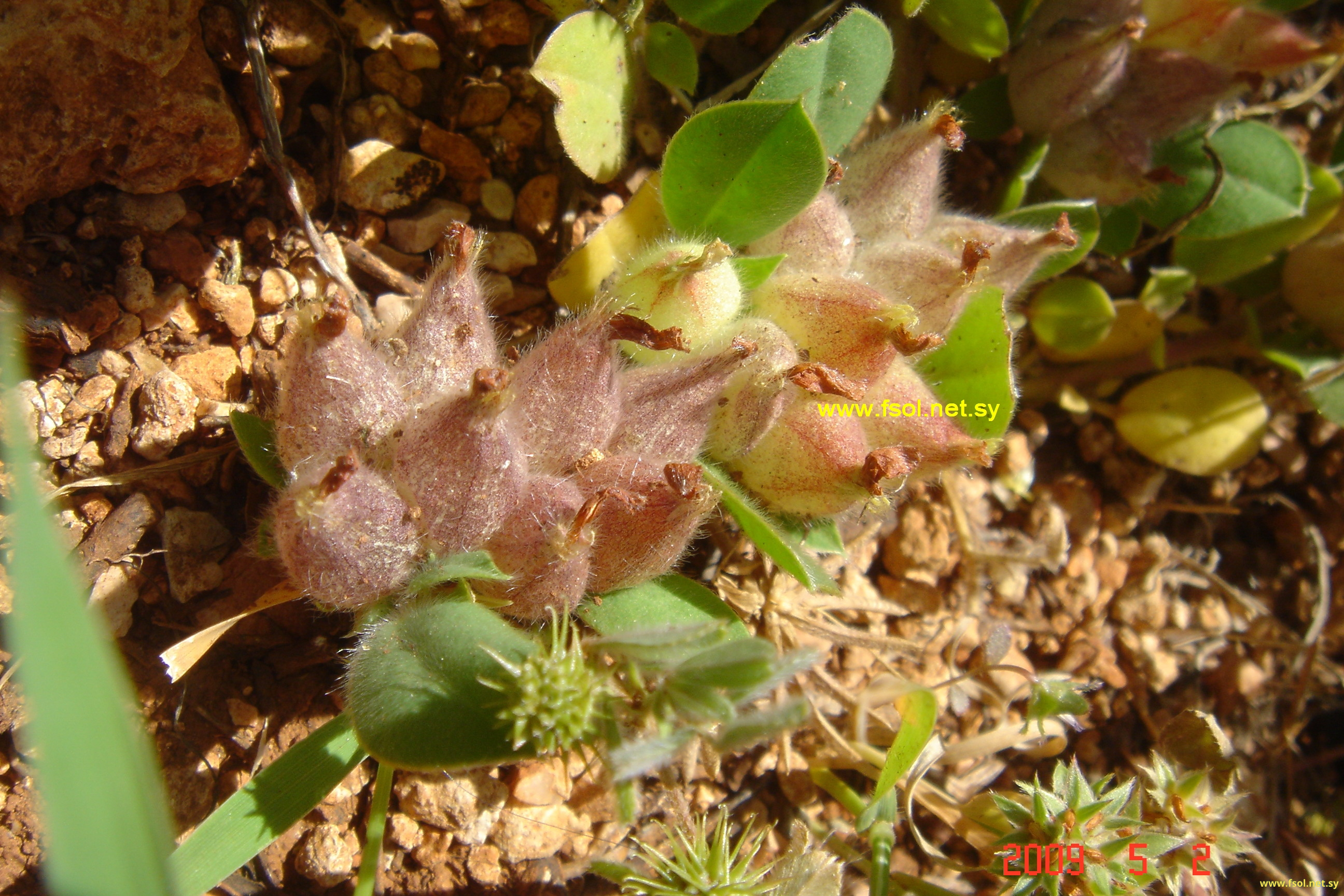 Astragalus kahiricus DC.